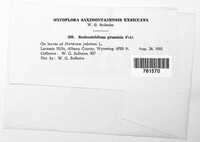 Graminopassalora graminis image